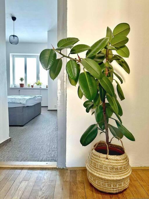 ברנו Bright And Central Suite With A Balcony מראה חיצוני תמונה